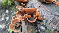Stereum insignitum