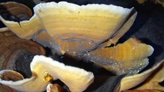 Stereum insignitum