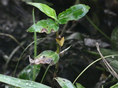 Marimatha botyoides