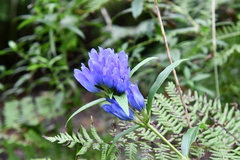 Gentiana triflora