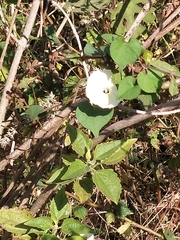 Ipomoea obscura