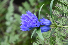 Gentiana triflora