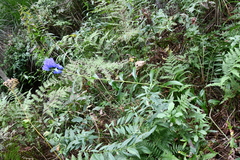 Gentiana triflora