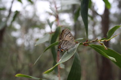 Jalmenus evagoras