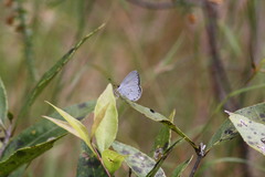 Candalides xanthospilos