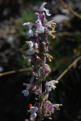 Nepeta nepetella