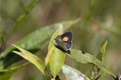 Candalides xanthospilos