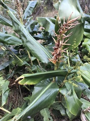 Hedychium