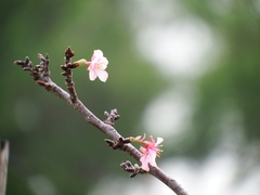 Prunus × lannesiana