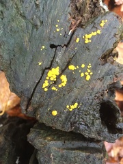 Calycina citrina