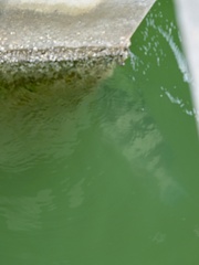 Archosargus probatocephalus