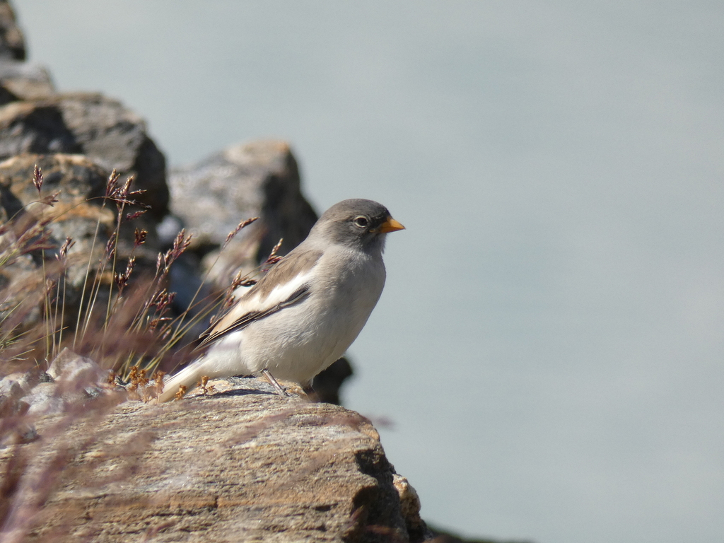 White-Winged Snowfinch