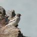 White-winged Snowfinch - Photo (c) Dragonfyre, some rights reserved (CC BY-NC), uploaded by Dragonfyre
