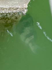 Archosargus probatocephalus