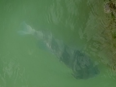 Archosargus probatocephalus