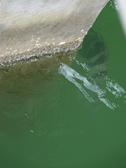 Archosargus probatocephalus