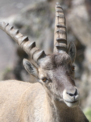 Alpine Ibex photo 6