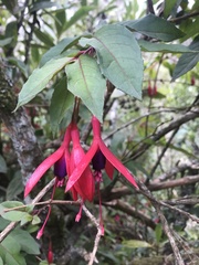 Fuchsia magellanica