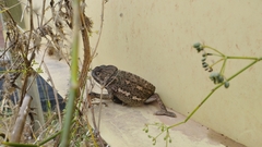 Chamaeleo chamaeleon chamaeleon