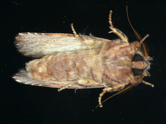 Sorama bicolor