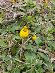 Calceolaria biflora
