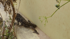 Chamaeleo chamaeleon chamaeleon