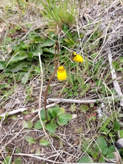 Calceolaria biflora