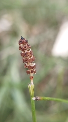 Equisetum ramosissimum