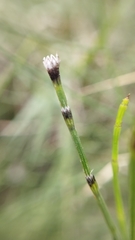 Equisetum ramosissimum