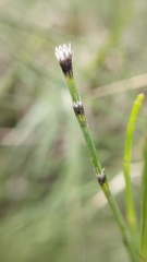 Equisetum ramosissimum
