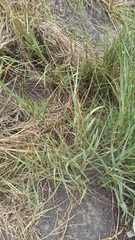 Sporobolus virginicus