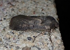 Euxoa velleripennis