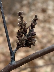 Eriophyes betulae