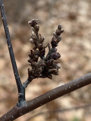 Eriophyes betulae