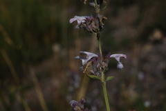 Nepeta nepetella