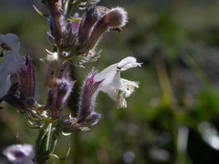 Nepeta nepetella