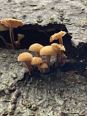 Flammulina velutipes