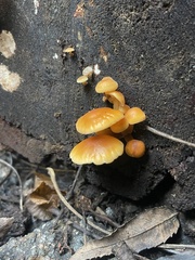 Flammulina velutipes