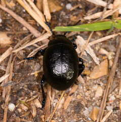 Timarcha sardea