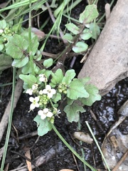 Nasturtium officinale