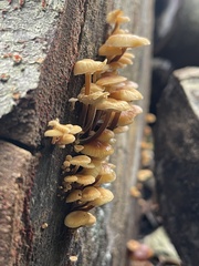 Flammulina velutipes