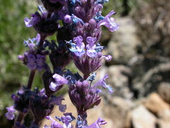 Nepeta teydea image