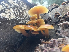 Flammulina velutipes