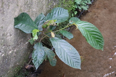 Ficus benguetensis