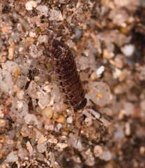 Chaetophiloscia elongata