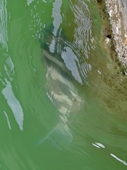 Archosargus probatocephalus