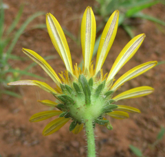Hirpicium