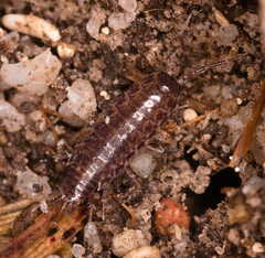Chaetophiloscia elongata