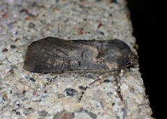 Euxoa velleripennis