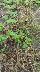 Macroptilium atropurpureum